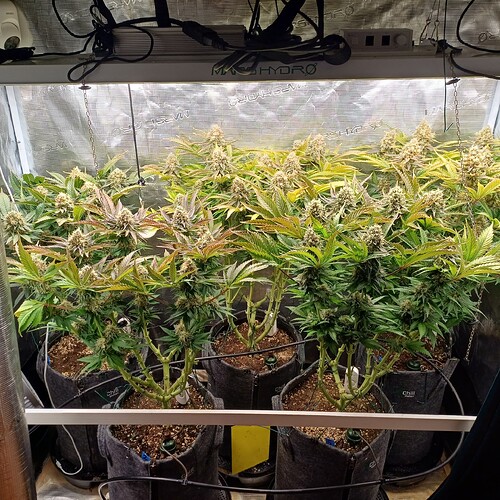 Growreport Bild 1