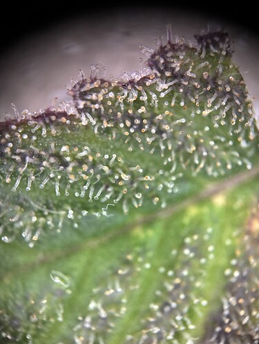 Growreport Bild 7