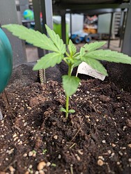 PXL_20250425_150058521.MP