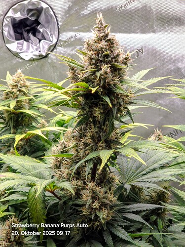 Growreport Bild 19