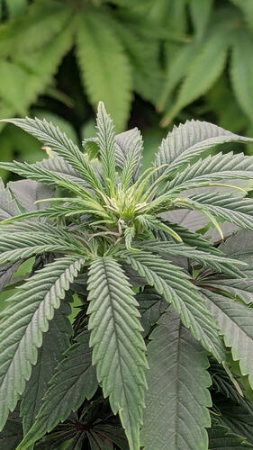 Growreport Bild 1