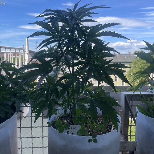 Growreport Bild 7