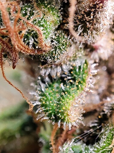 Growreport Bild 101