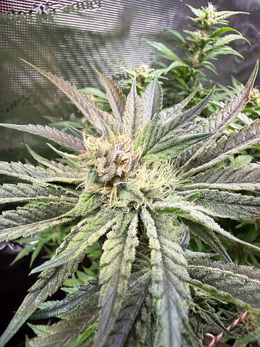 Growreport Bild 32