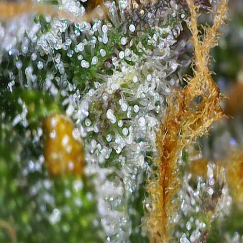 Growreport Bild 8