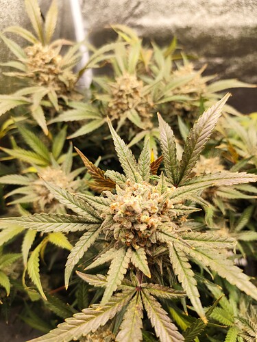 Growreport Bild 7