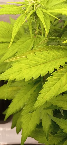 Growreport Bild 5