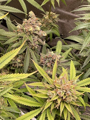 Growreport Bild 12