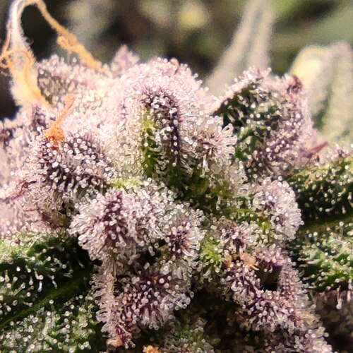 Growreport Bild 15