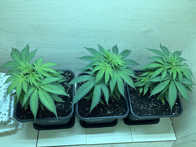 Growreport Bild 5