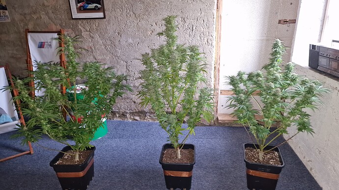 Growreport Bild 7