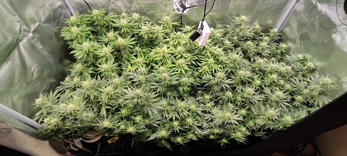 Growreport Bild 12