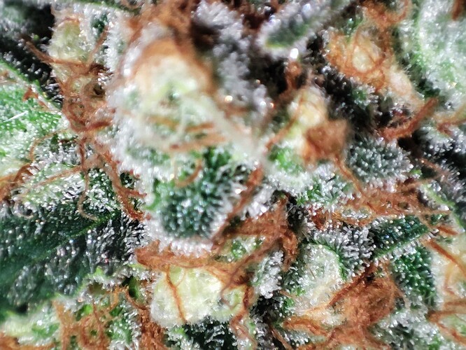 Growreport Bild 51