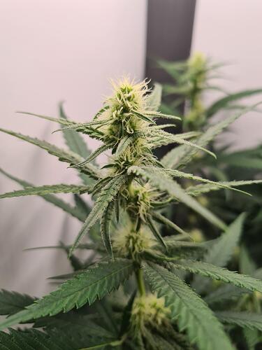 signal-2024-08-20-111258_004