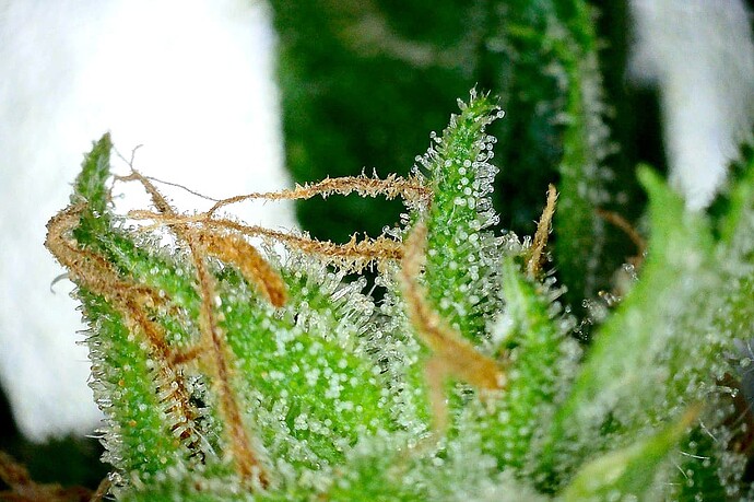 Growreport Bild 17