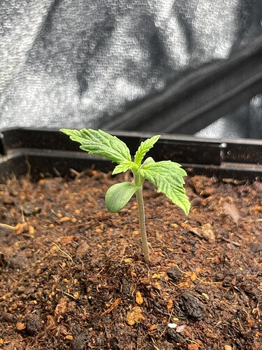 Growreport Bild 12