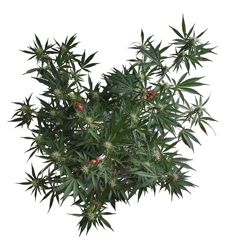 Growreport Bild 5