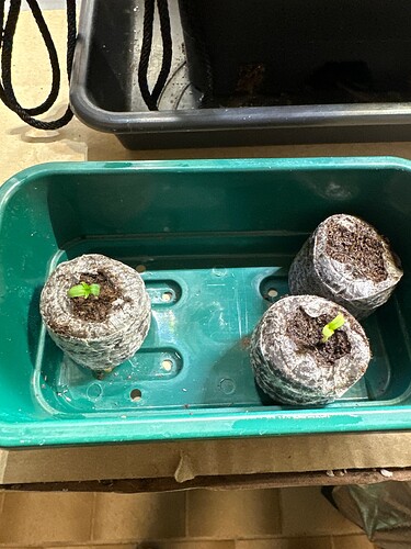 Growreport Bild 43