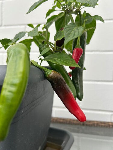 Growreport Bild 56