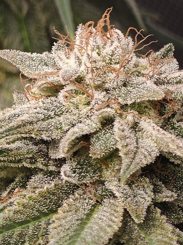 Growreport Bild 7