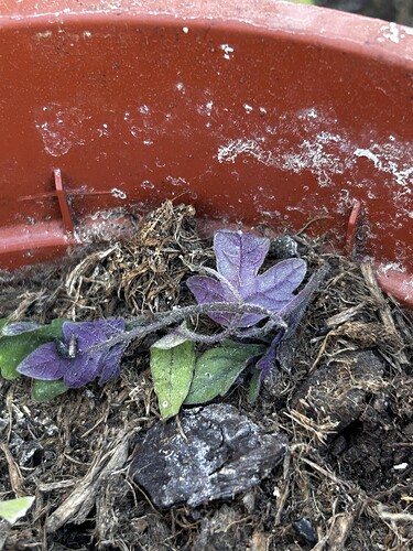 Growreport Bild 3