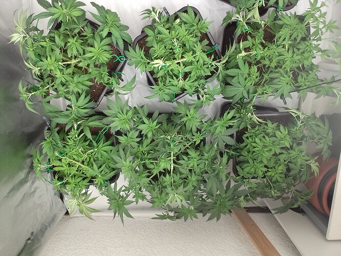 Growreport Bild 5