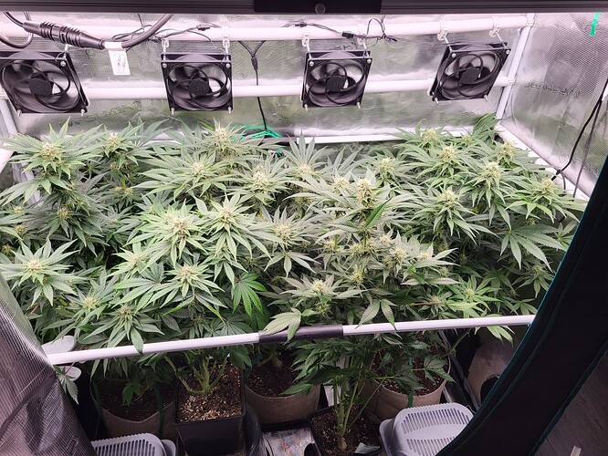 Growreport Bild 3