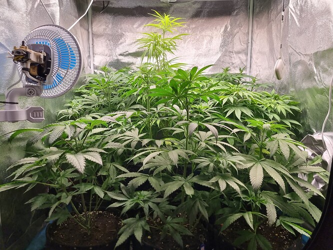 Mehrere junge Cannabispflanzen in einem Zelt, eine davon mit steilen Blättern, ein Ventilator ist an der Seite montiert.