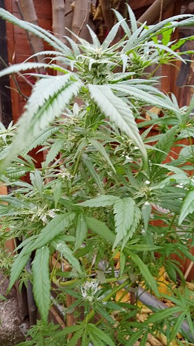 Growreport Bild 1
