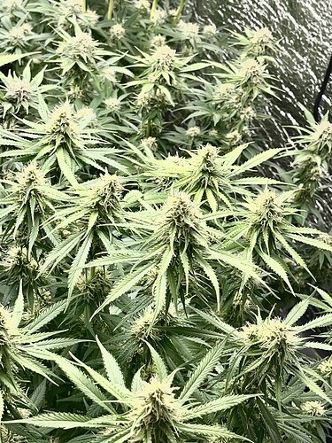 Growreport Bild 8