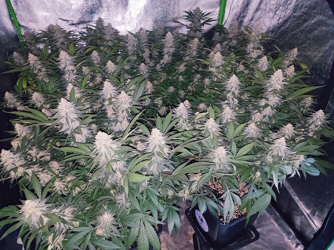 Growreport Bild 21