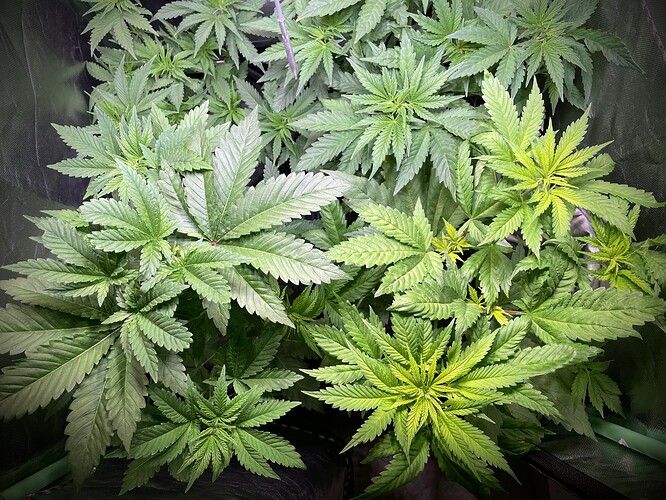 Growreport Bild 7