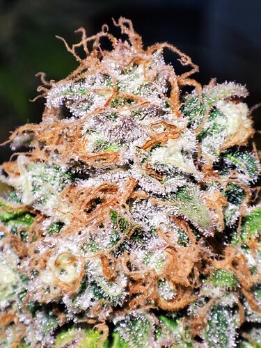 Growreport Bild 35
