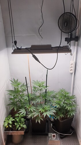 Growreport Bild 1