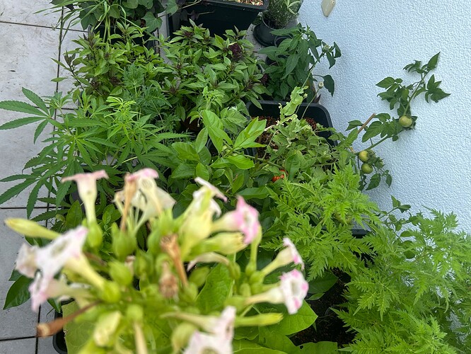 Growreport Bild 95