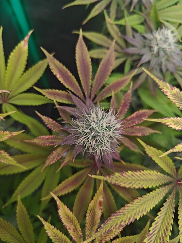 Growreport Bild 2