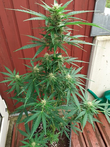 Growreport Bild 84