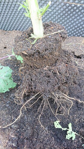 Growreport Bild 12