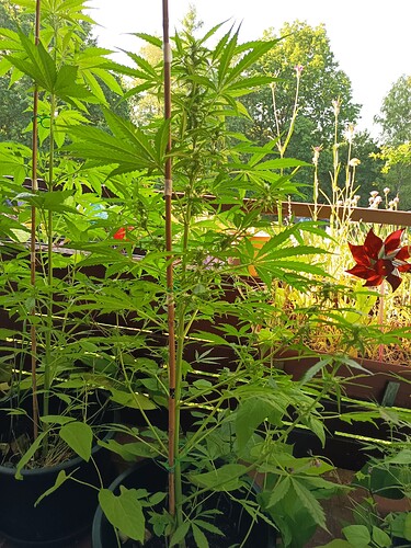 Growreport Bild 3