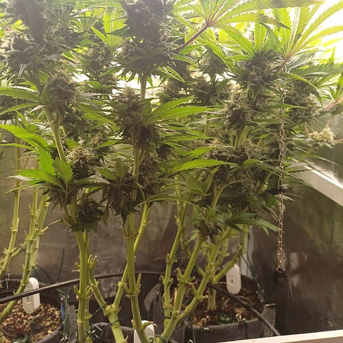Growreport Bild 8