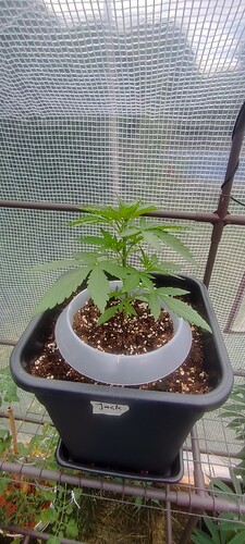 IMG_20240710_151553