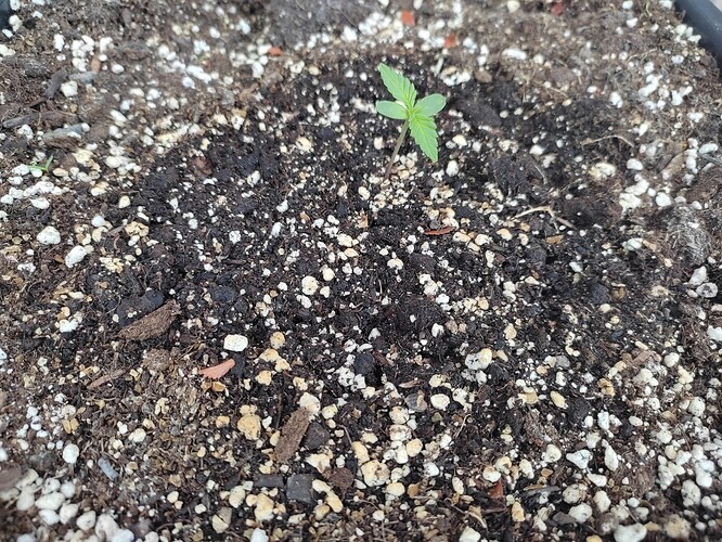Growreport Bild 1