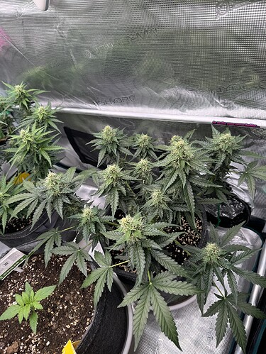 Growreport Bild 20
