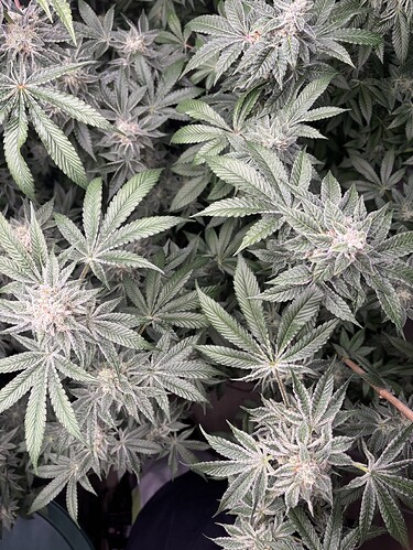 Growreport Bild 24