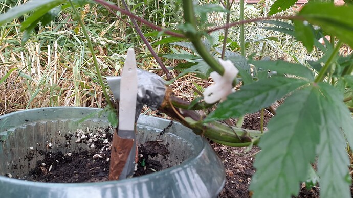 Growreport Bild 1