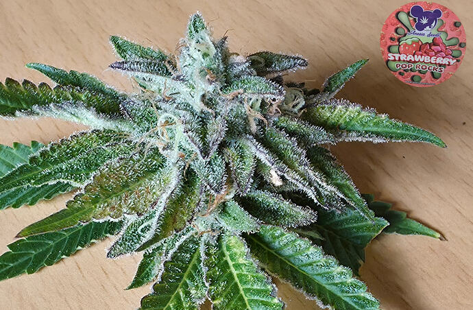 Growreport Bild 5