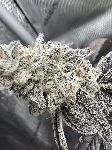 mephistoz