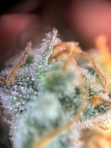 Growreport Bild 31