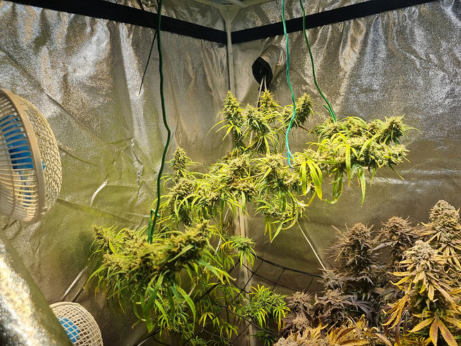 Mehrere Cannabis-Pflanzen in der Blütephase, die in einem Growzelt hängen. Ein Ventilator ist links im Bild zu sehen.
