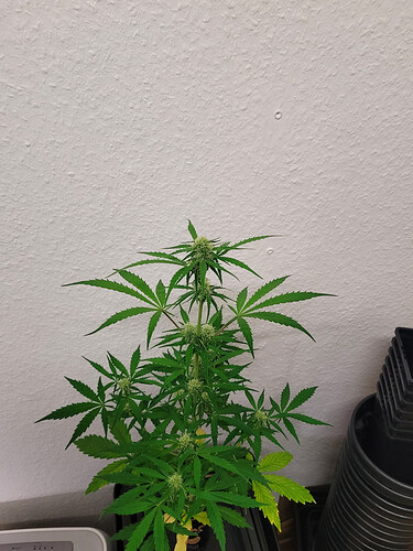 Growreport Bild 5